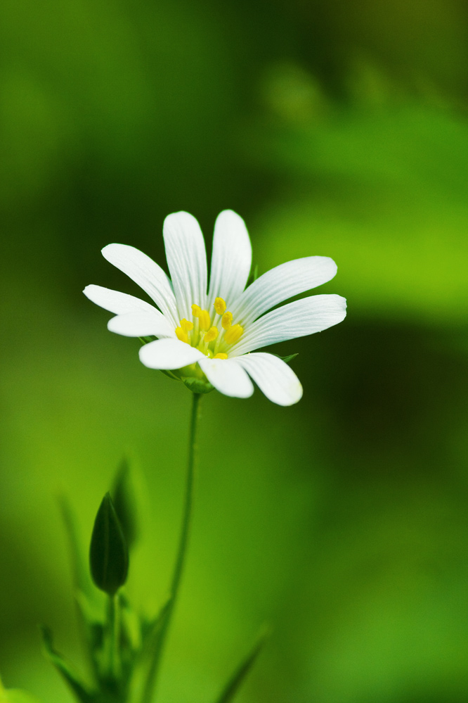 Waldblüte [EBV RAW]