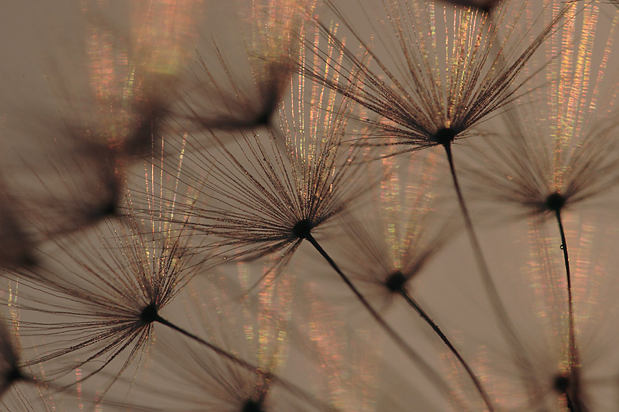 Pusteblume