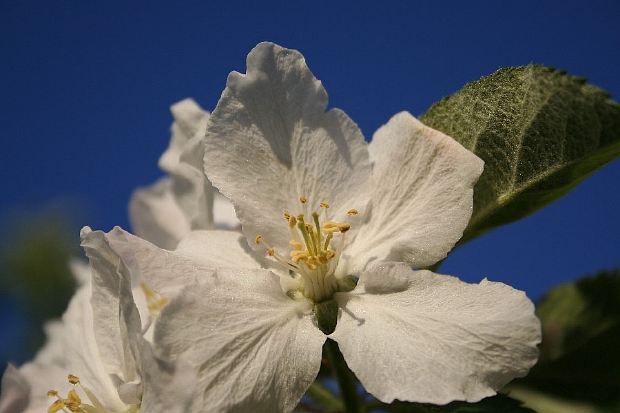 Apfleblüte ND