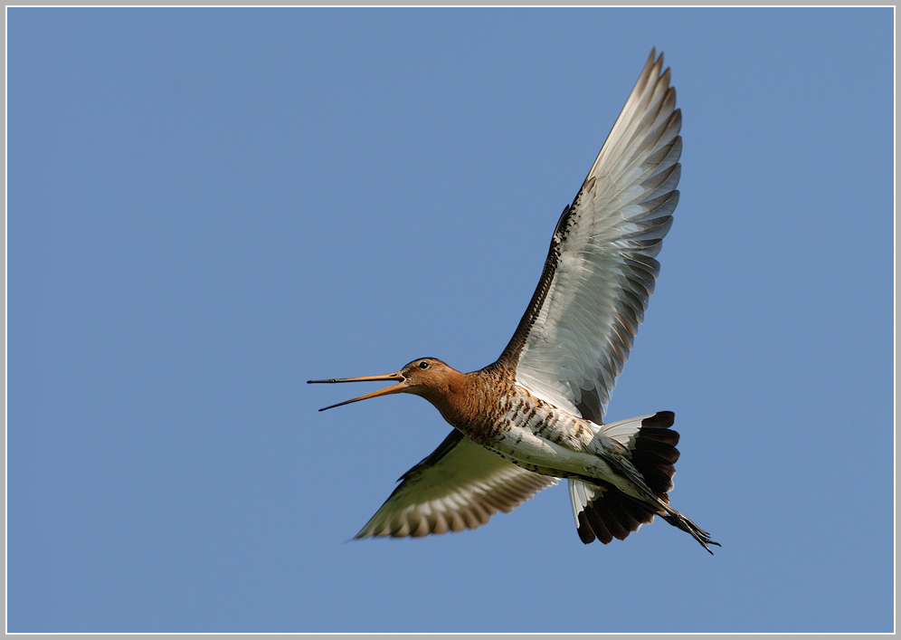 Uferschnepfe (Limosa limosa)