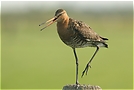 Uferschnepfe ( Limosa limosa)