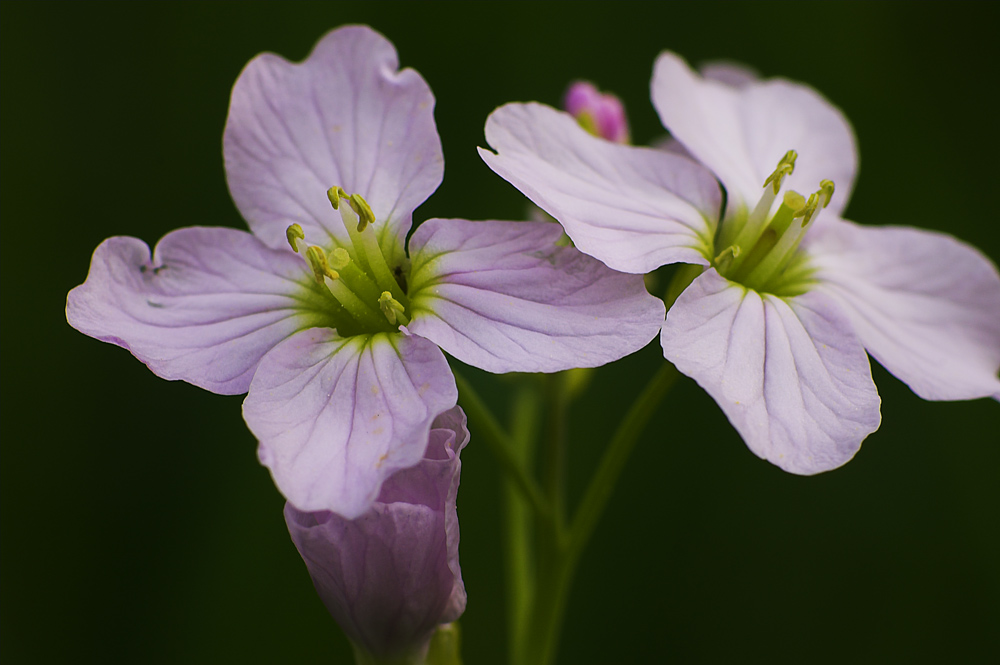 Wiesenschaumkraut ND (Cardamine pratensis)