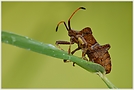 Saumwanze (Coreus marginatus)