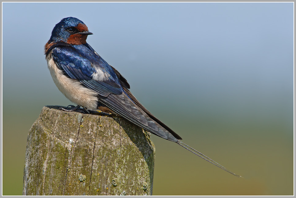 Rauchschwalbe (Hirundo rustica)