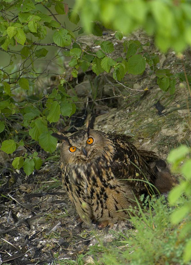 Uhu (bubo bubo)