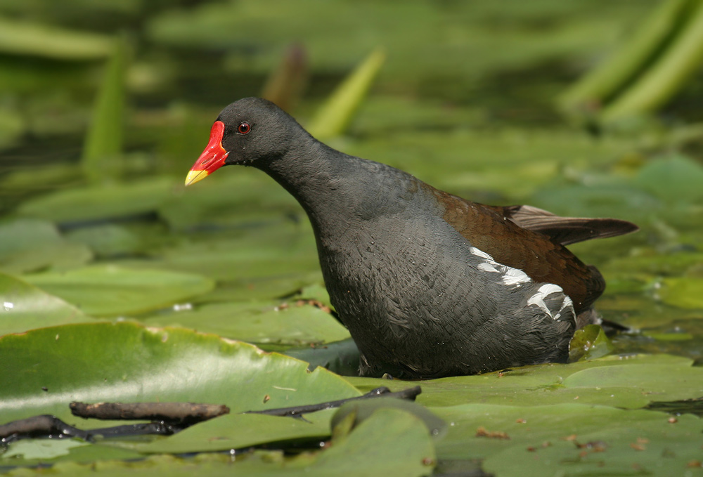 ND Teichhuhn