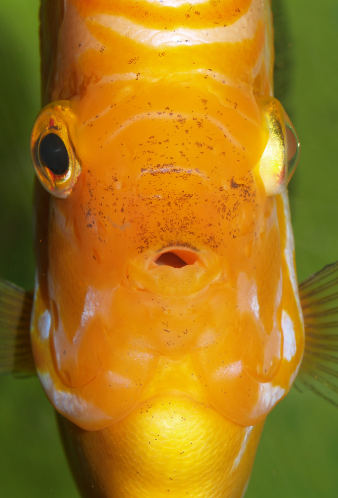 Diskus frontal