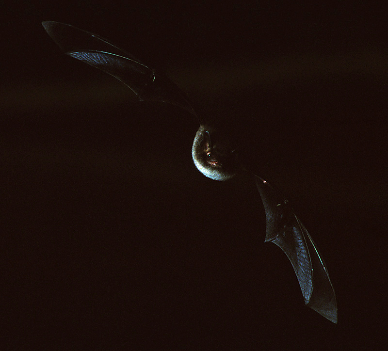 Von der Wasserfledermaus (myotis daubentonii) werden