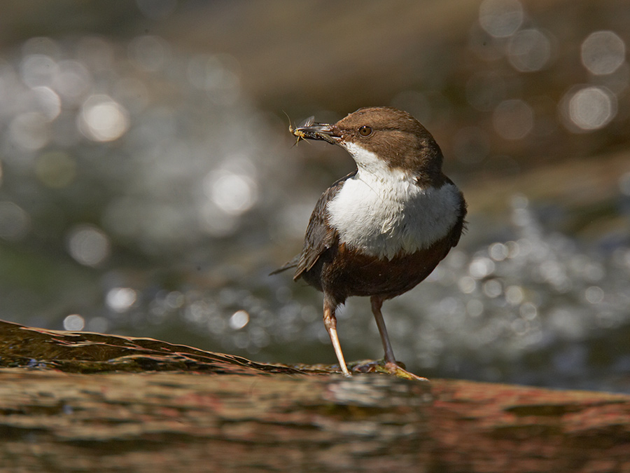 Cinclus Cinclus (ND)