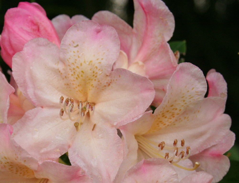 Rhododendronblüten 1 (ND)