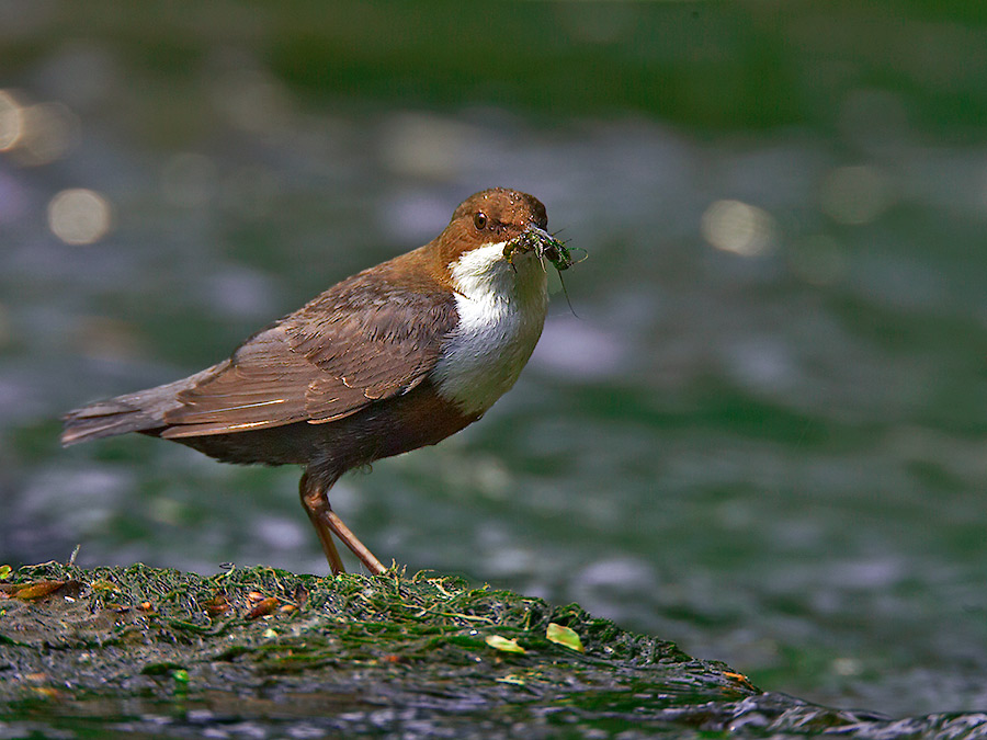 Cinclus Cinclus (ND)II