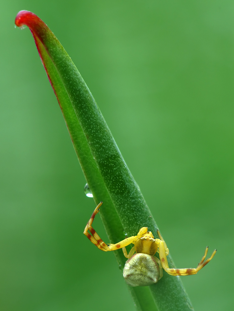 Krabbenspinne [Thomisus onustus]