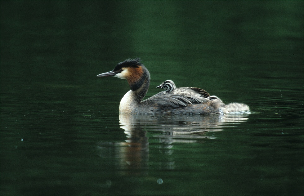 Haubentaucher (Familienausflug)