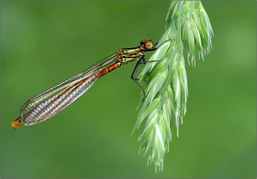Frühe Adonislibelle [ND]