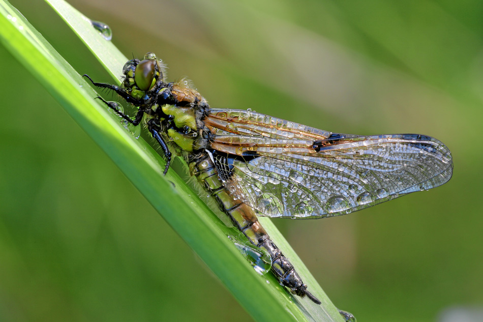 Vierflecklibelle