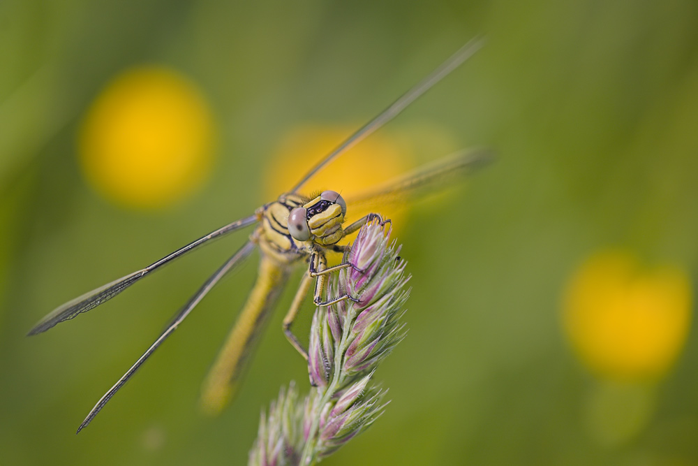 Westliche Keiljungfer