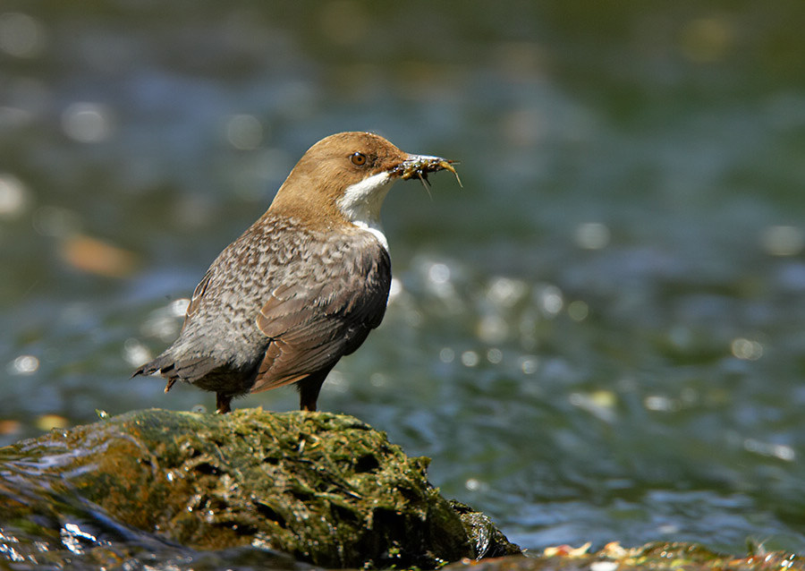 Wasseramsel (WA34)