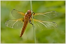 Spitzenfleck (Libellula fulva)