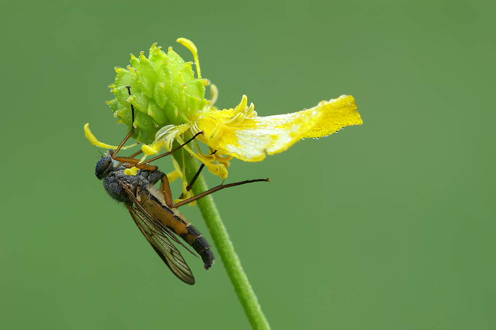 Schnepfenfliege (Rhagio tringarius) ND