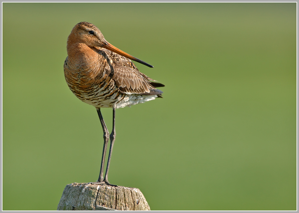 Uferschnepfe (Limosa limosa)