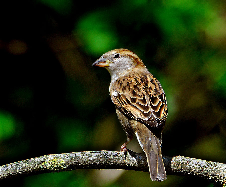 Spatz-Weibchen