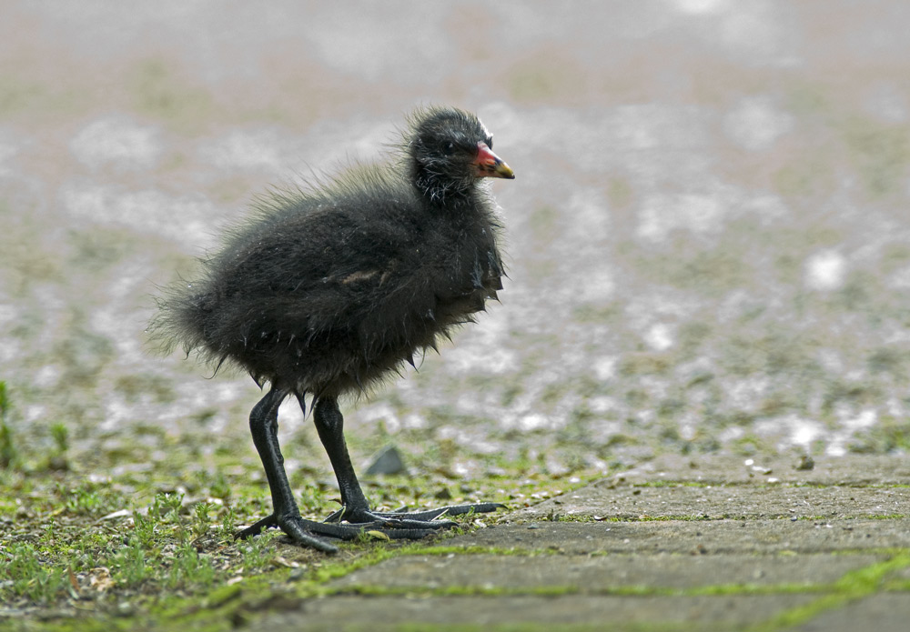 Teichhuhn (Gallinula chloropus) auf Abwegen