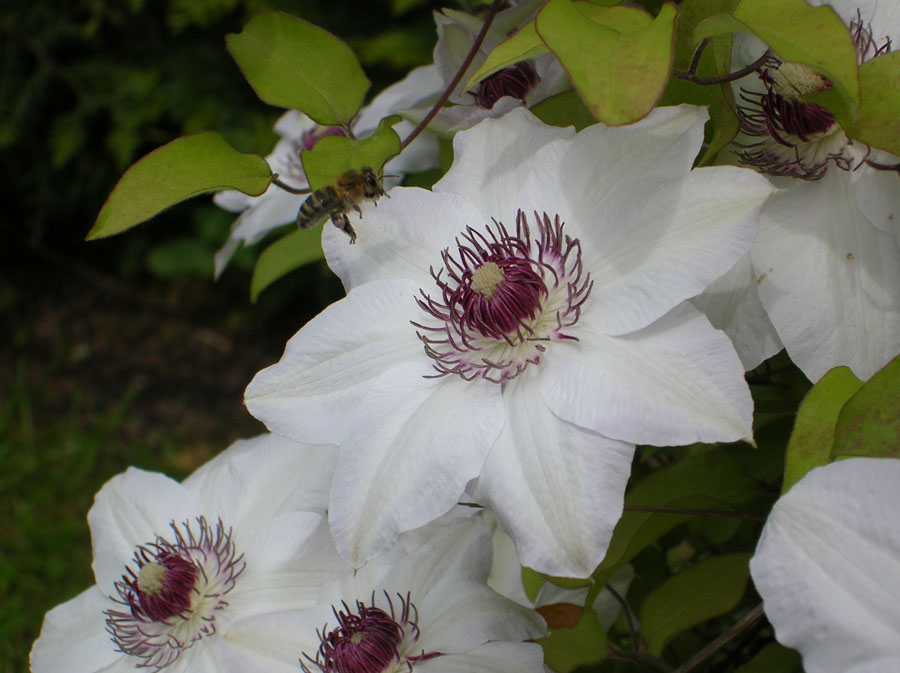 Der Weg zur Blüte