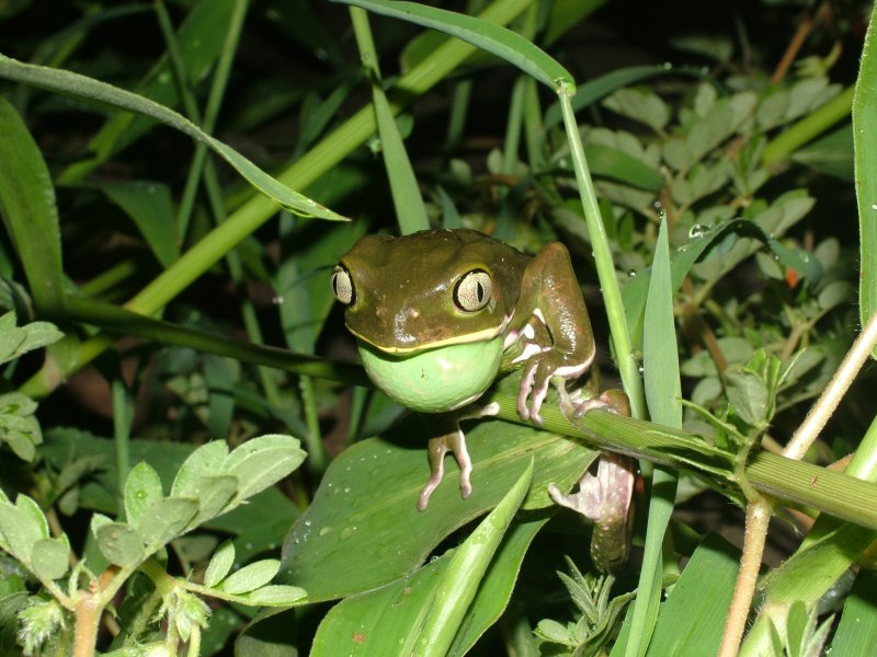 Makifrosch ND