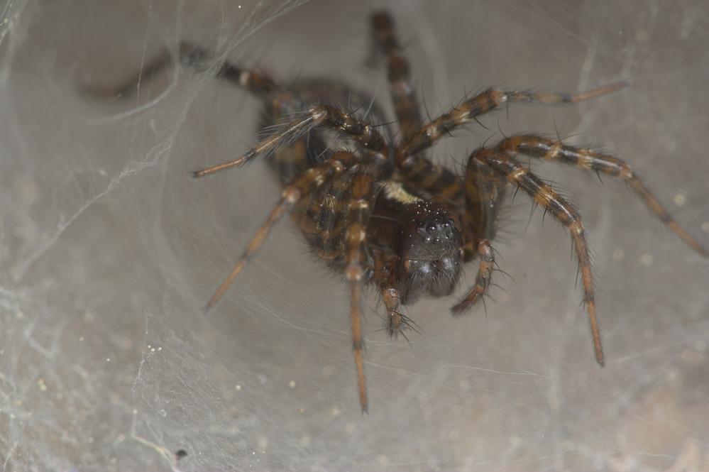 ND: Spinne in ihrer Höhle