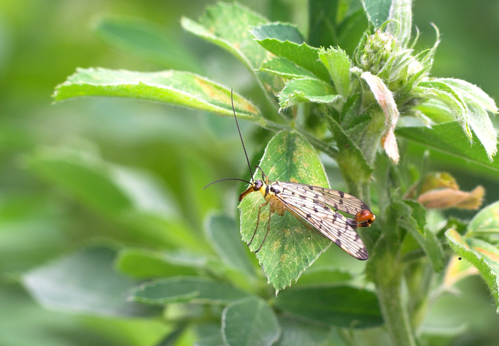 ND: Skorpionsfliege