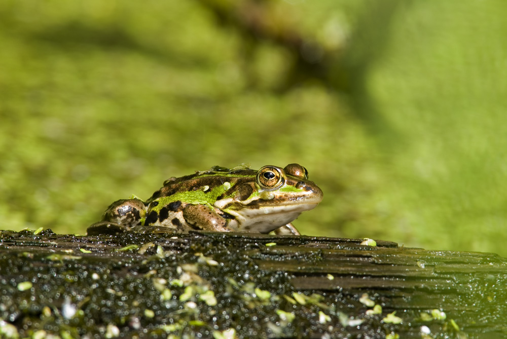 Teichfrosch