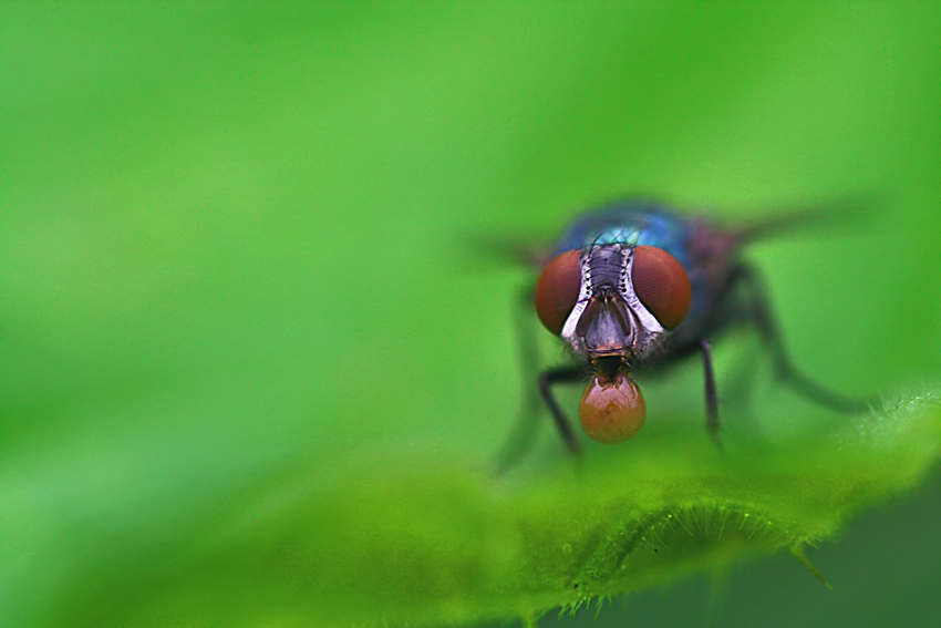 Fliegeraugen