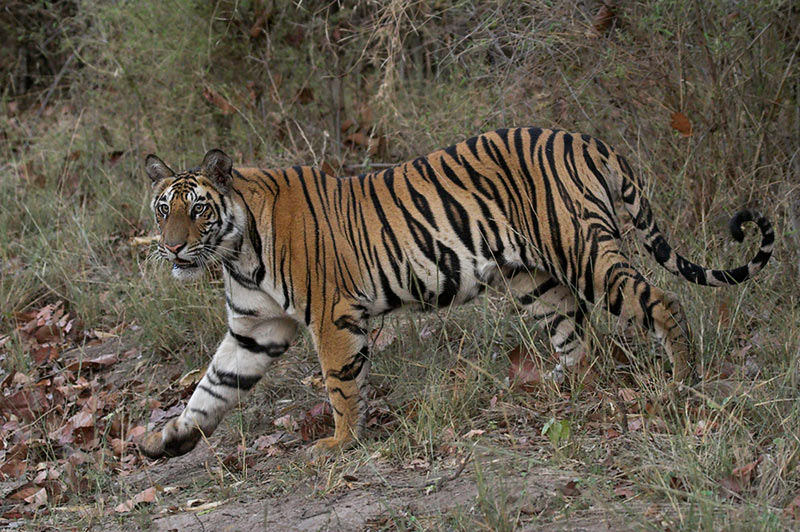 junge Tigerdame, ND
