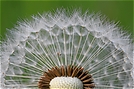 Pusteblume