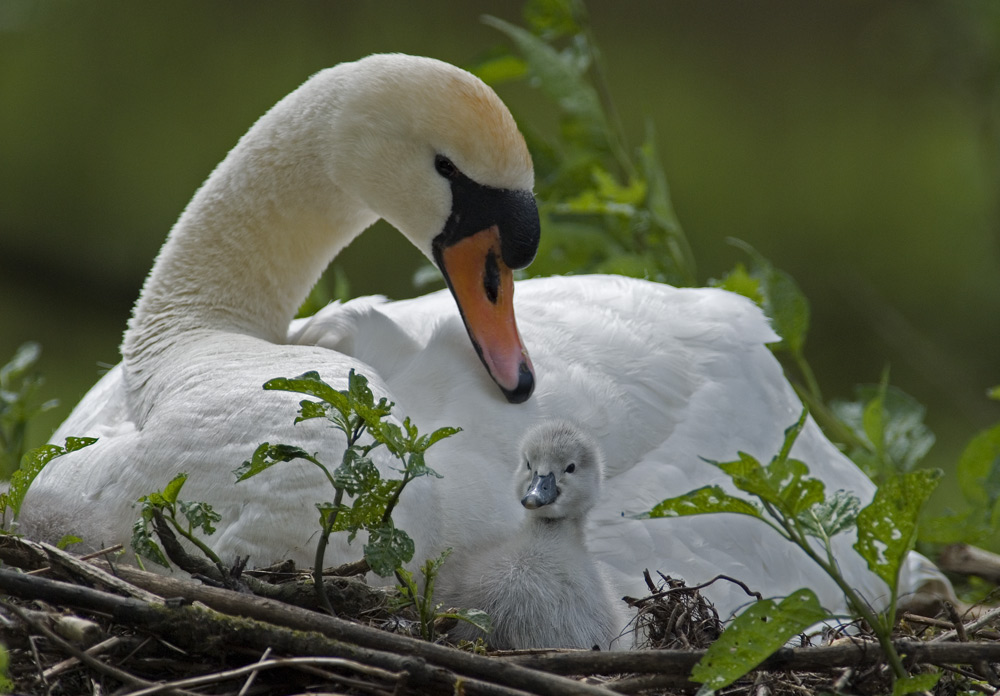 Höckerschwan