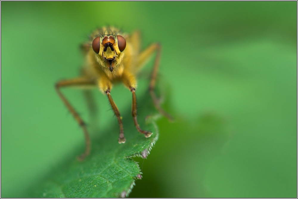 Gelbe Dungfliege (Scatophaga stercoraria) ND