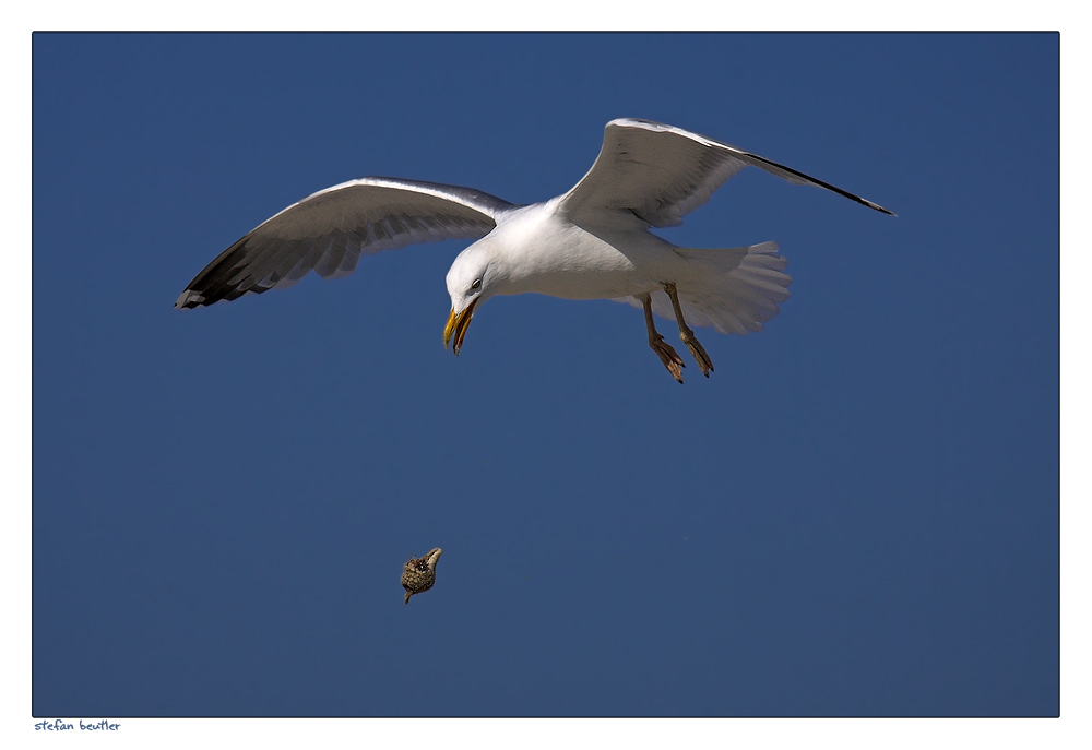 Heringsmöwe (Larus fuscus graellsii)