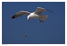 Heringsmöwe (Larus fuscus graellsii)