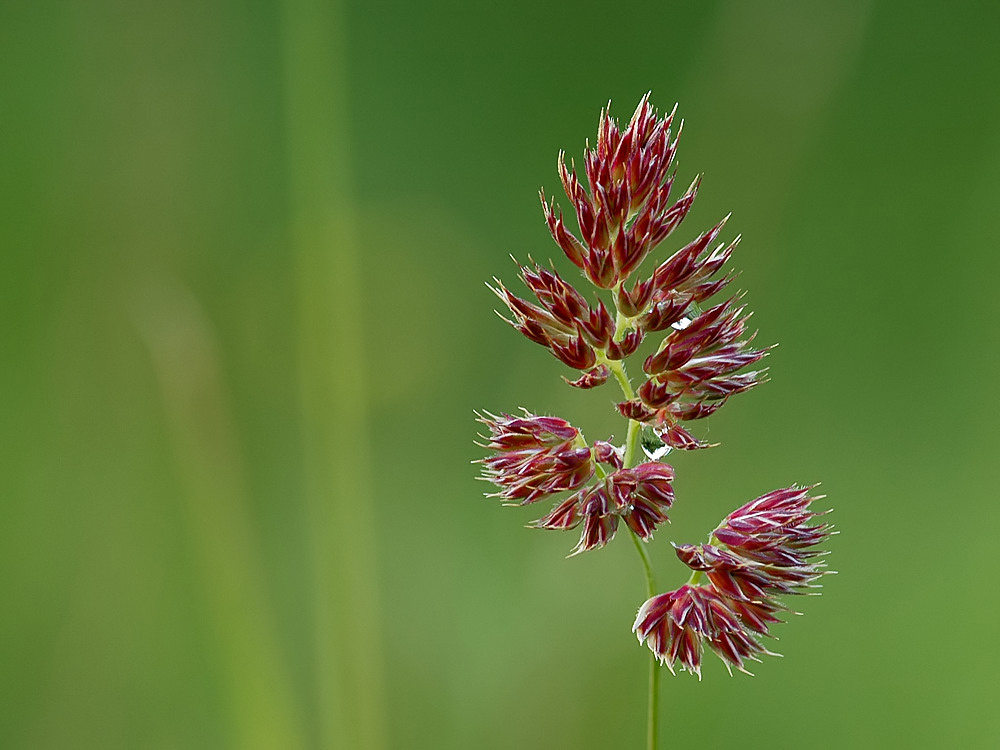 Gräserblüte
