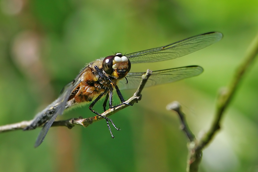 Libelle [ND]