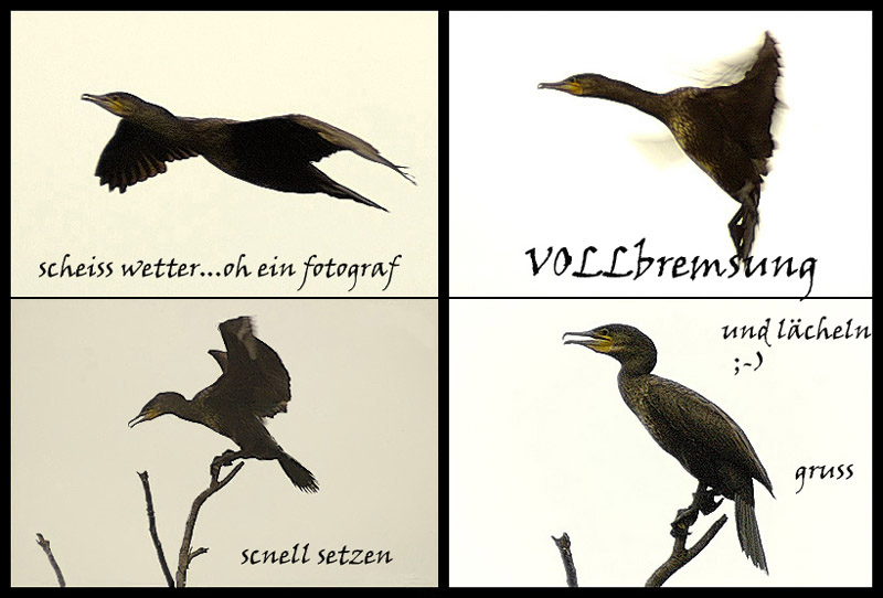 die geschichte vom regen, dem Fotografen und dem einsamen Kormoran