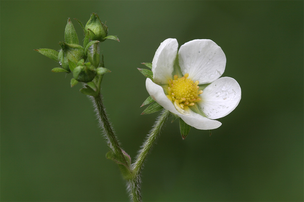 Erdbeerblüte