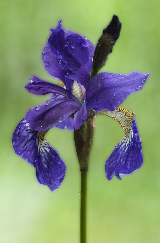 Sibirische Schwertlilie (KD)