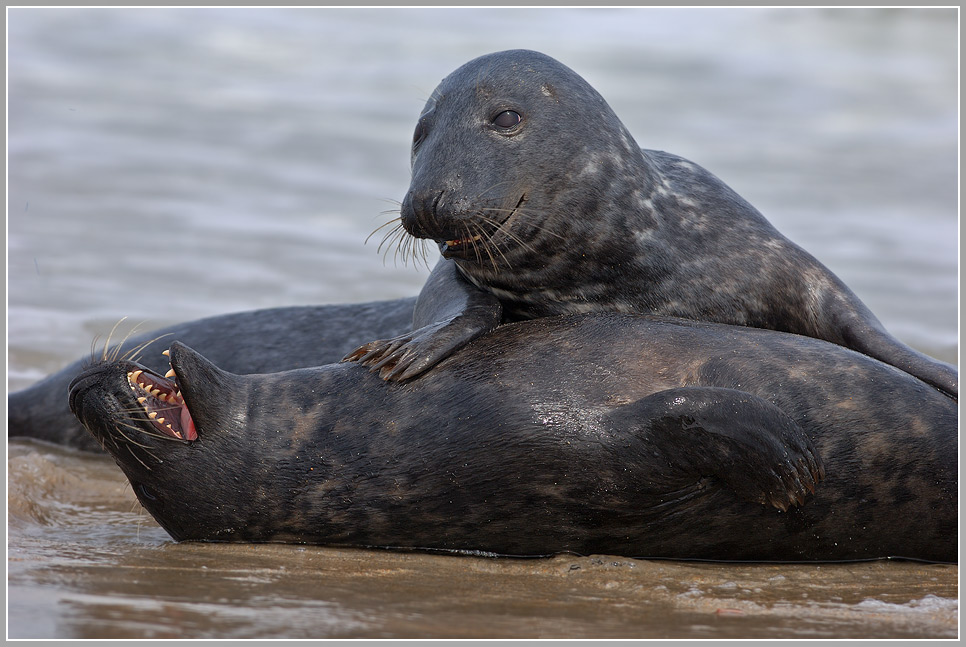 Kegelrobbe (Halichoerus grypus)