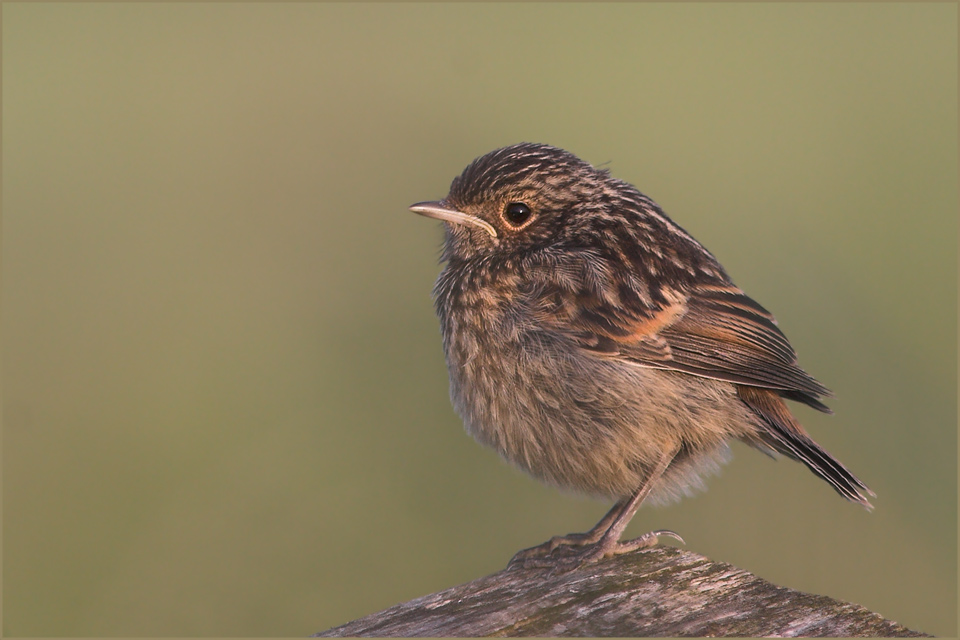 juveniles Schwarzkehlchen ND