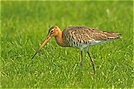 Uferschnepfe ( Limosa limosa) Holland