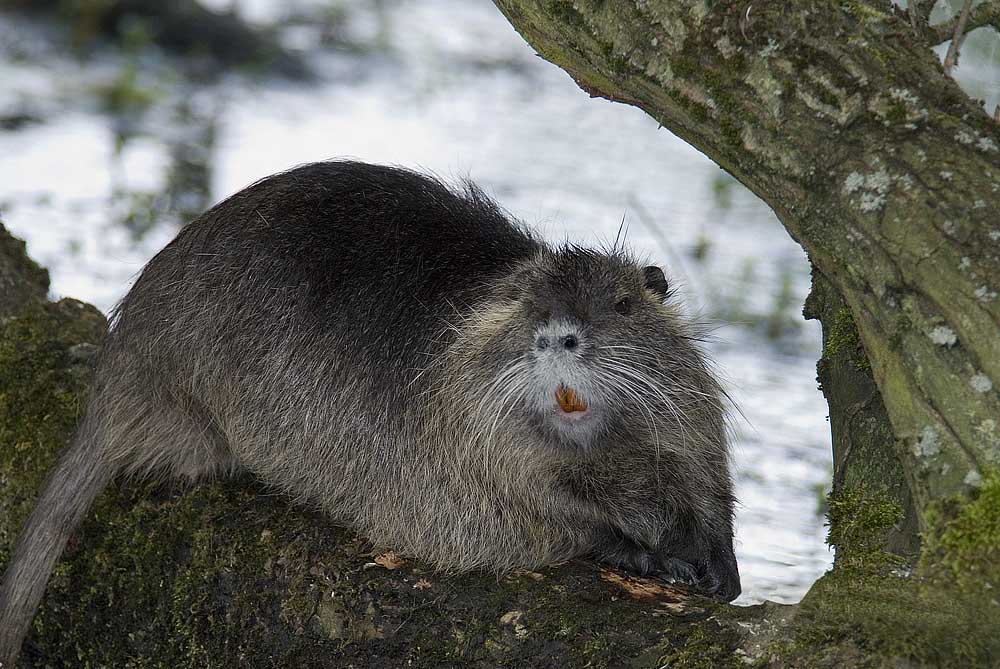 Nutria