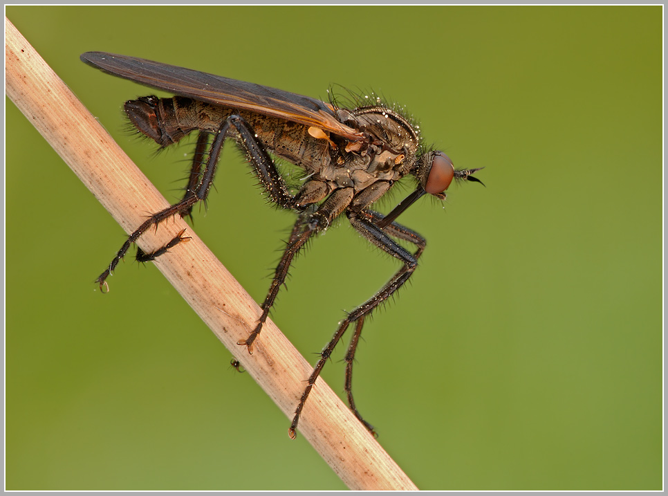 Tanzfliege (Empis tesselata)