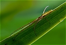 Streckerspinne (Tetragnatha extensa)