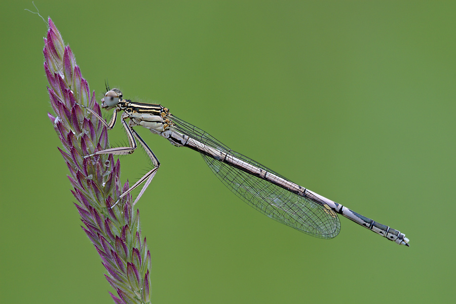 Federlibelle
